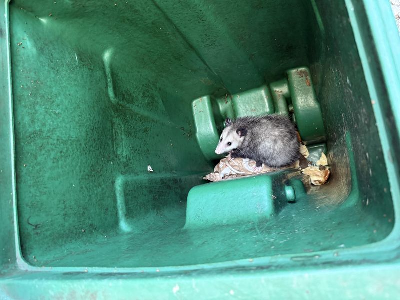 Pests Seeking Warm Shelter