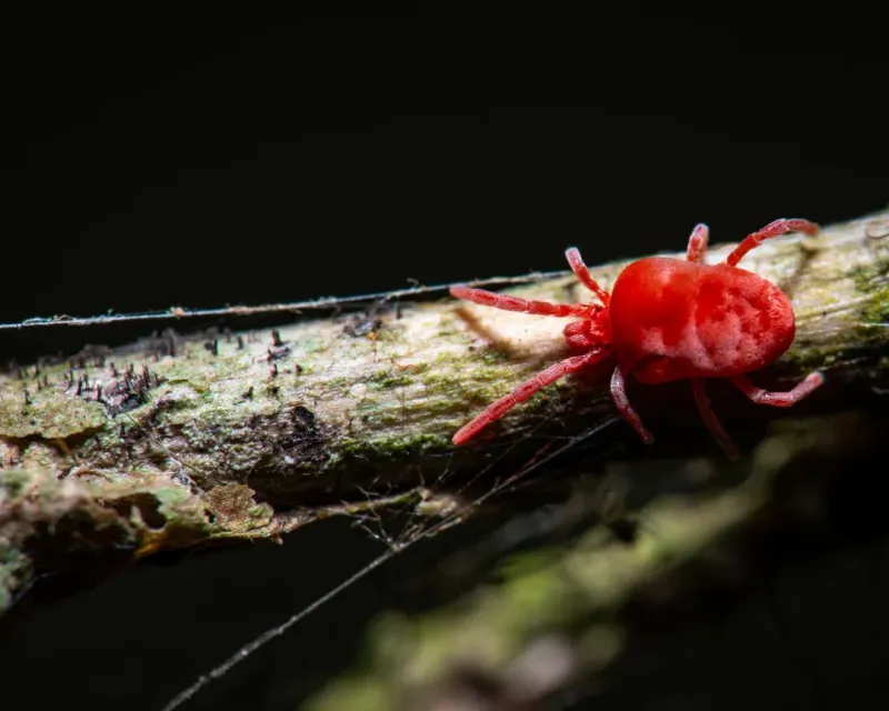 Overfertilization Encourages Pest Populations