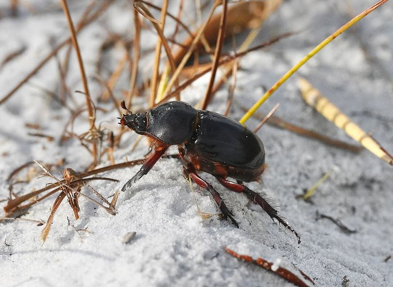 Ground Beetles