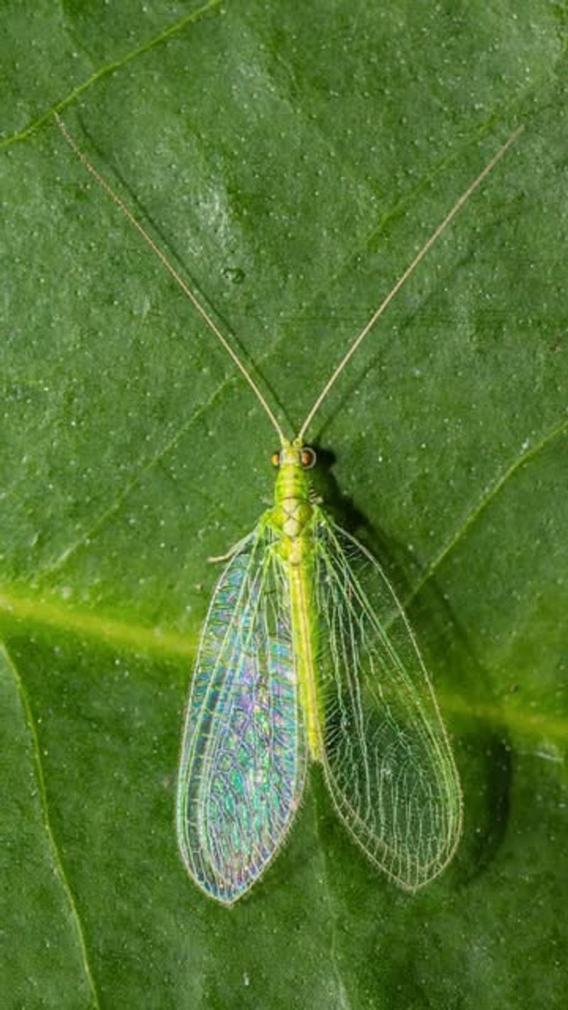 Lacewings