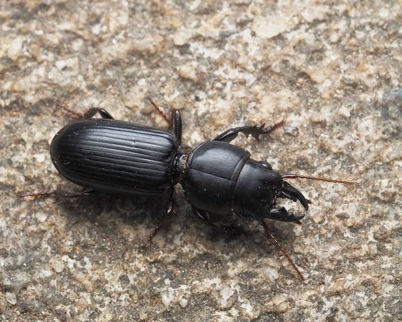 Ground Beetles
