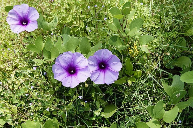 Railroad Vine (Ipomoea pes-caprae)