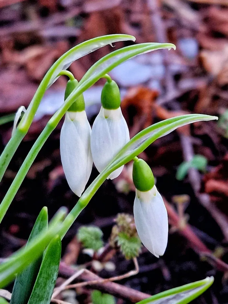 Meerkerk Rhododendron Gardens