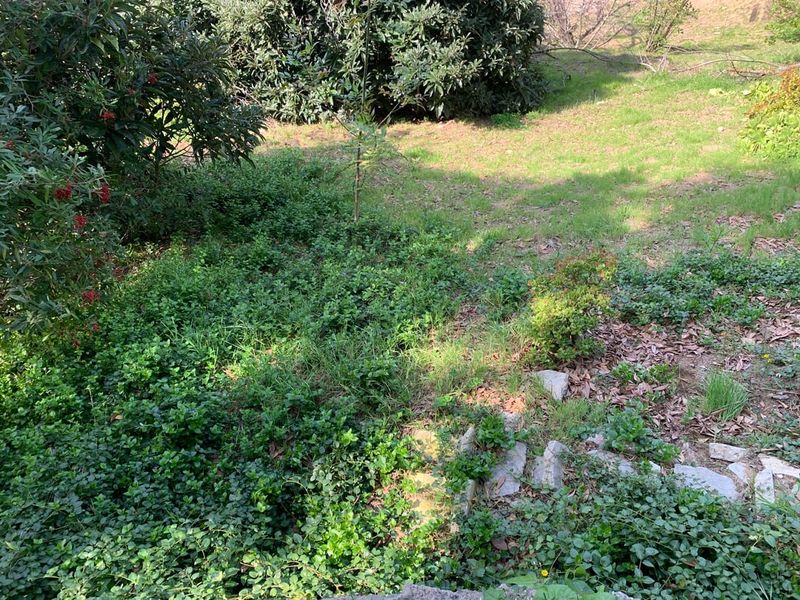 Vinca Vine Strangling Other Plants