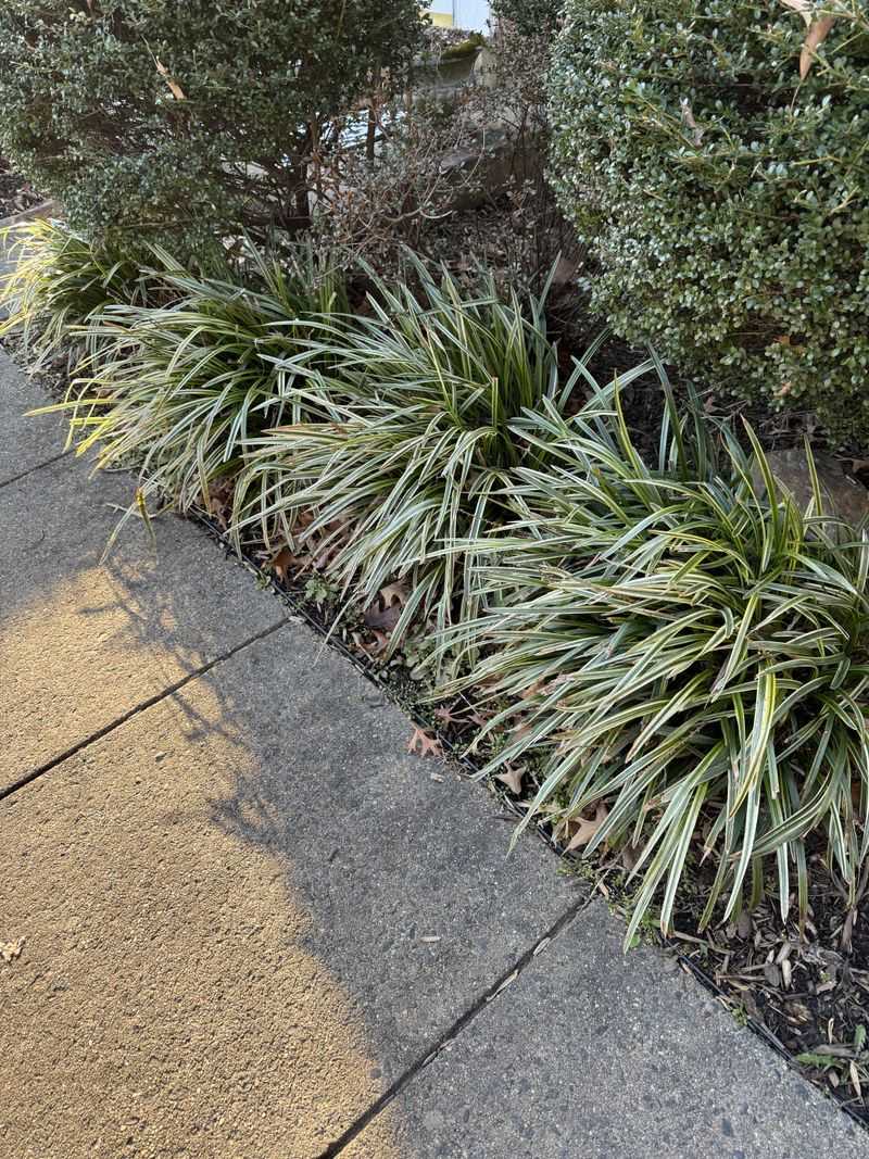 Plants That Offer Little To Wildlife