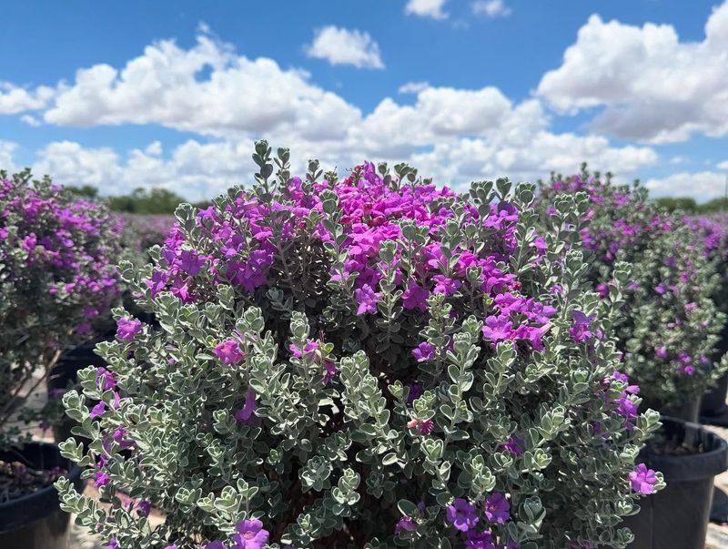Texas Sage