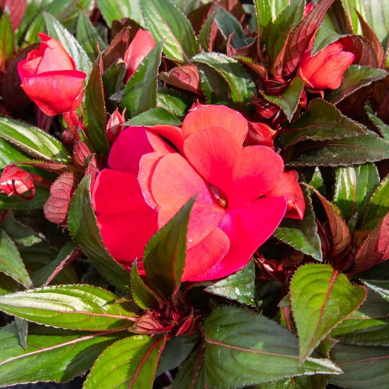 Impatiens (Standard Varieties)