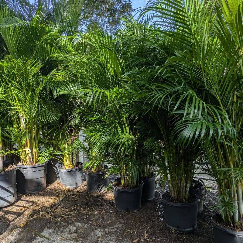 Areca Palm For Instant Privacy And Height