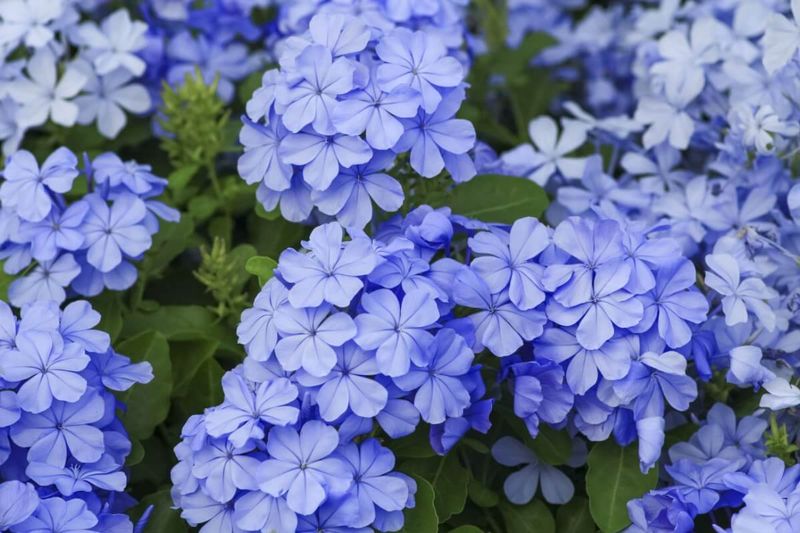Trailing Plumbago (Plumbago Auriculata)
