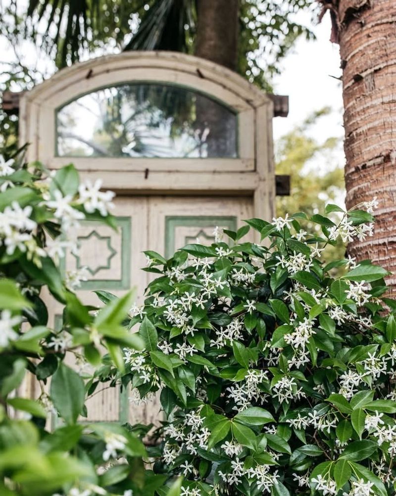 Star Jasmine: The Fragrant Wonder