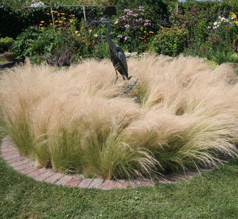 Mexican Feather Grass