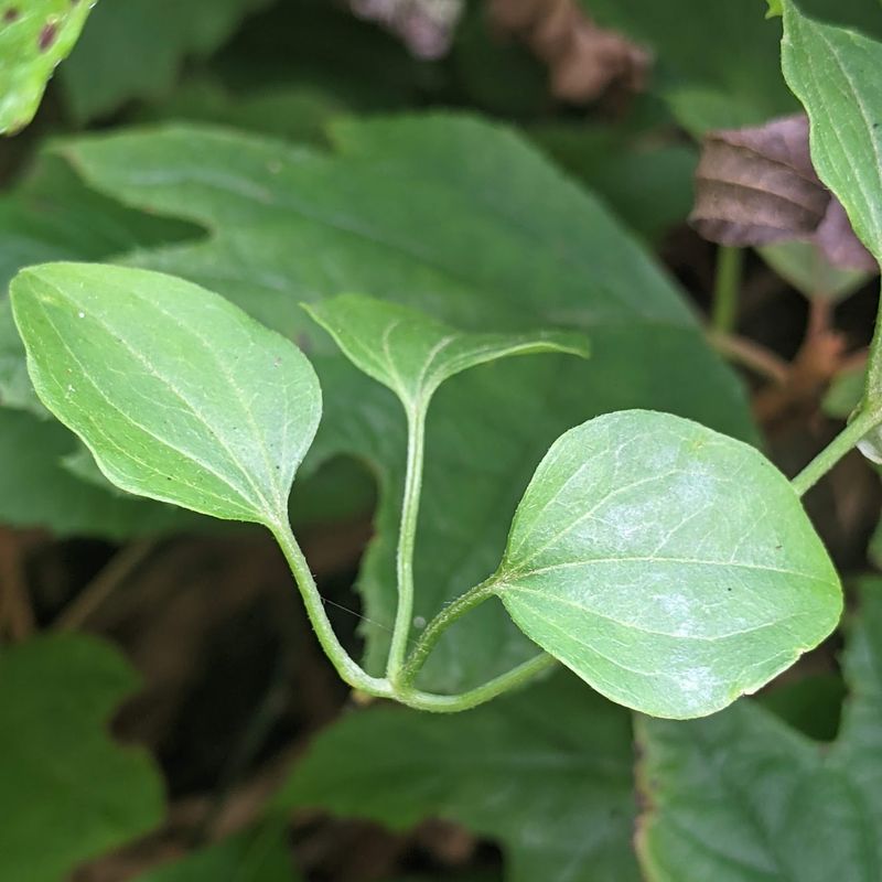 Non-Native Plant Species