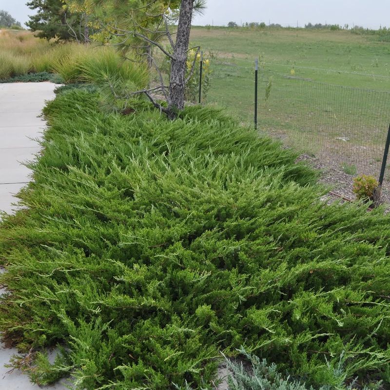 High-Water-Use Trees And Shrubs