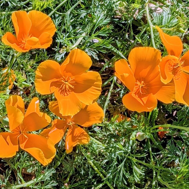 California Poppies