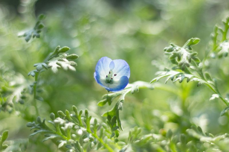 Baby Blue Eyes (Nemophila)