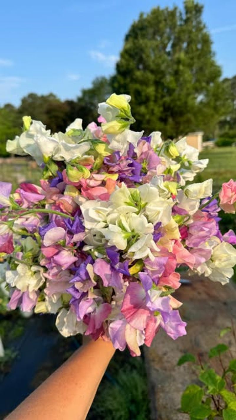 Sweet Peas