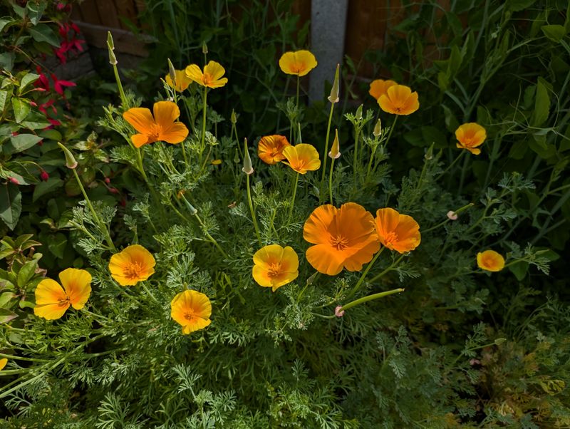 California Poppy