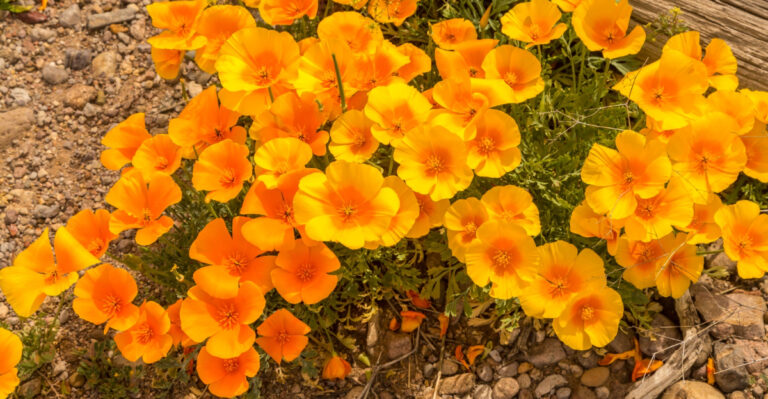 desert plants (featured image)