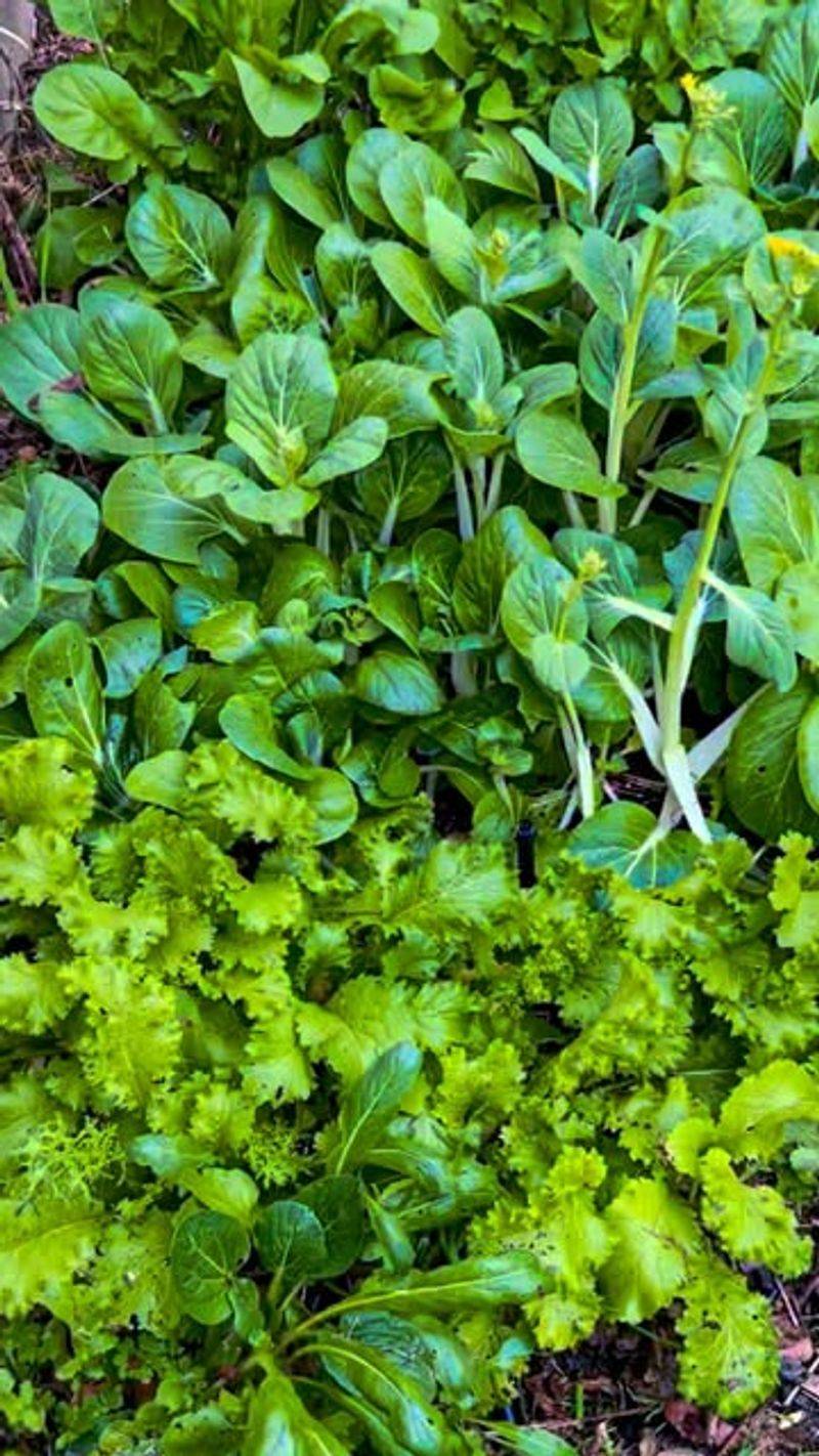 Mid-September For Direct-Seeded Fall Vegetables