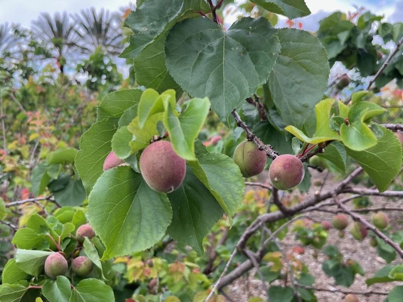 Winter (December to January)