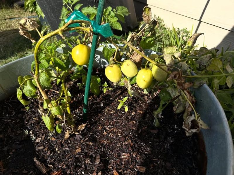 Mid-March For Warm-Season Vegetables After Last Frost