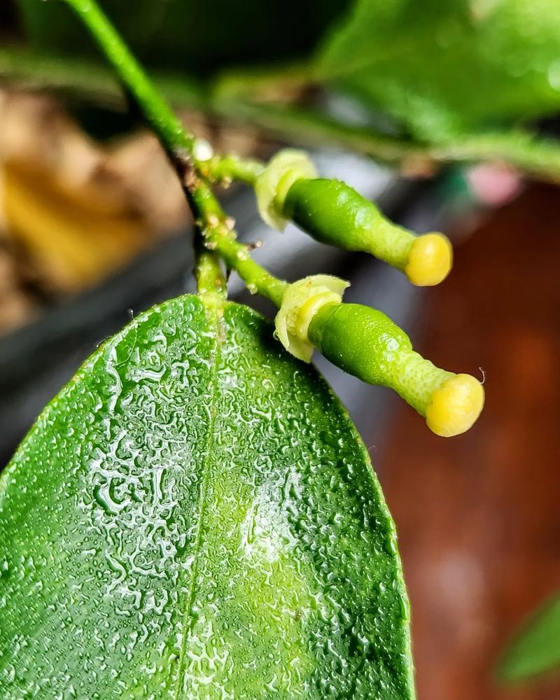 Citrus Trees Wake Up Before The Weather Settles