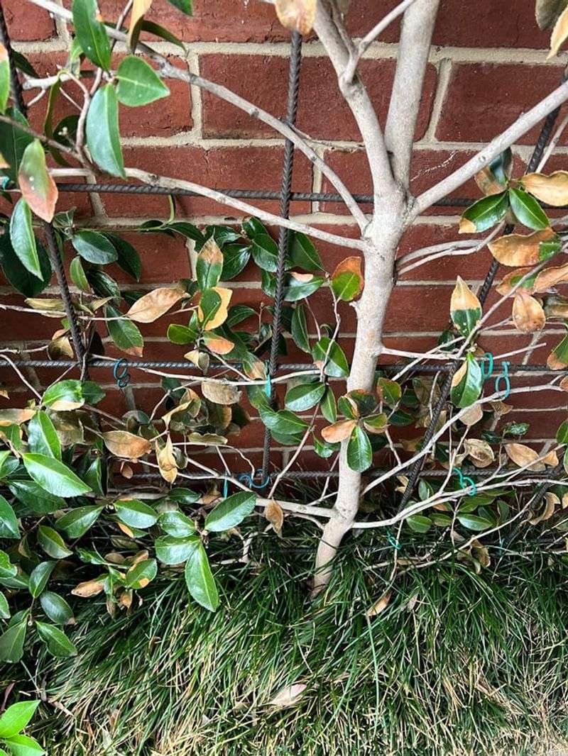 Post-Bloom Pruning Sparks Bigger And Better Flower Displays