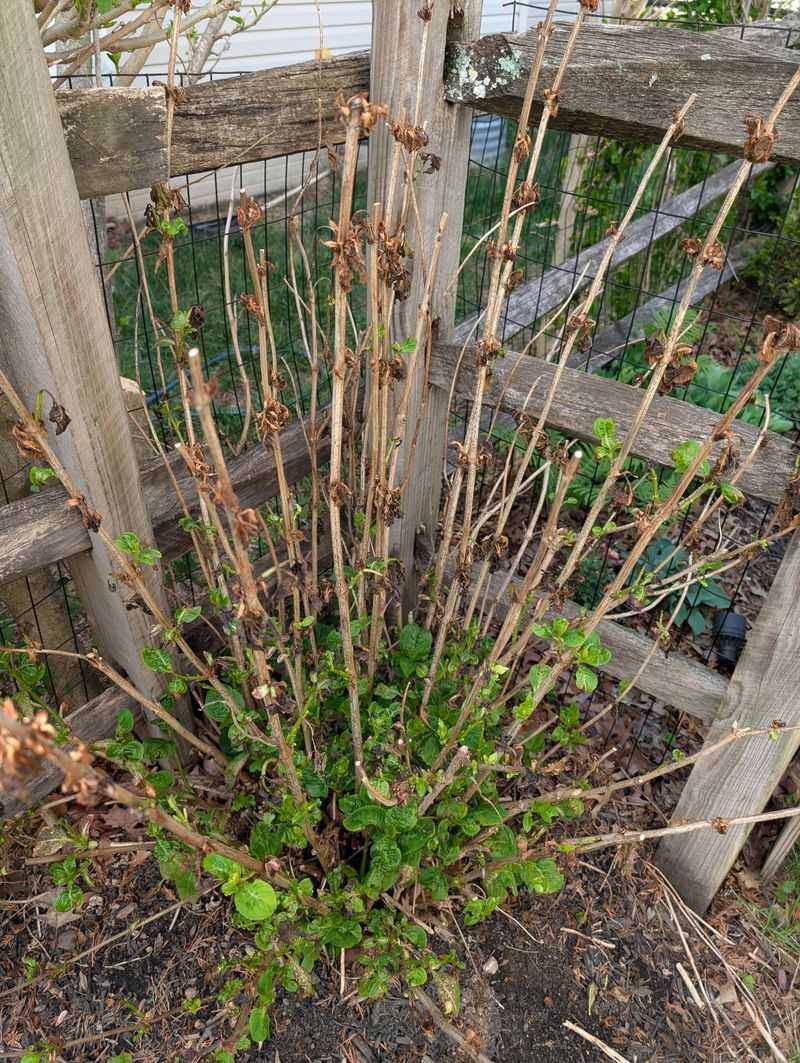 When Pruning Too Early Causes Problems In Virginia Gardens