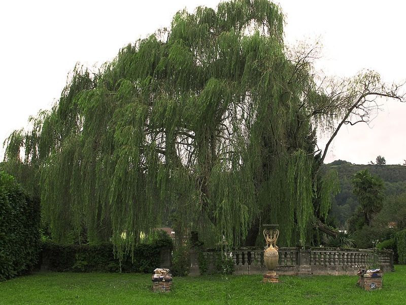 Weeping Willow