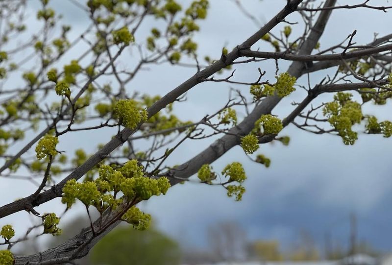 Tulip Poplar Explodes With Rapid Vertical Growth