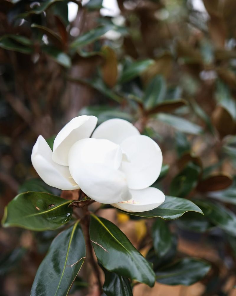 Southern Magnolia (Magnolia grandiflora)