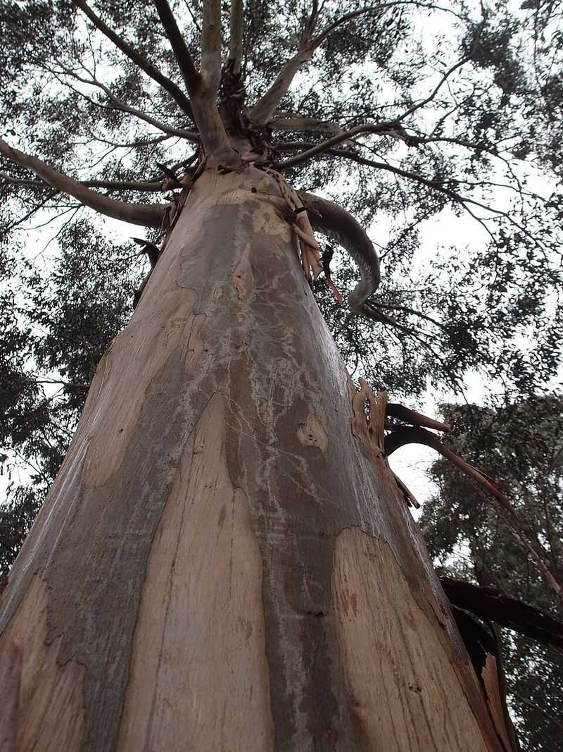 Eucalyptus