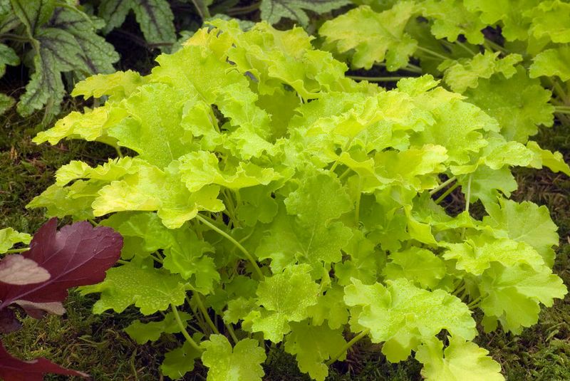 Heuchera 'Lime Rickey'