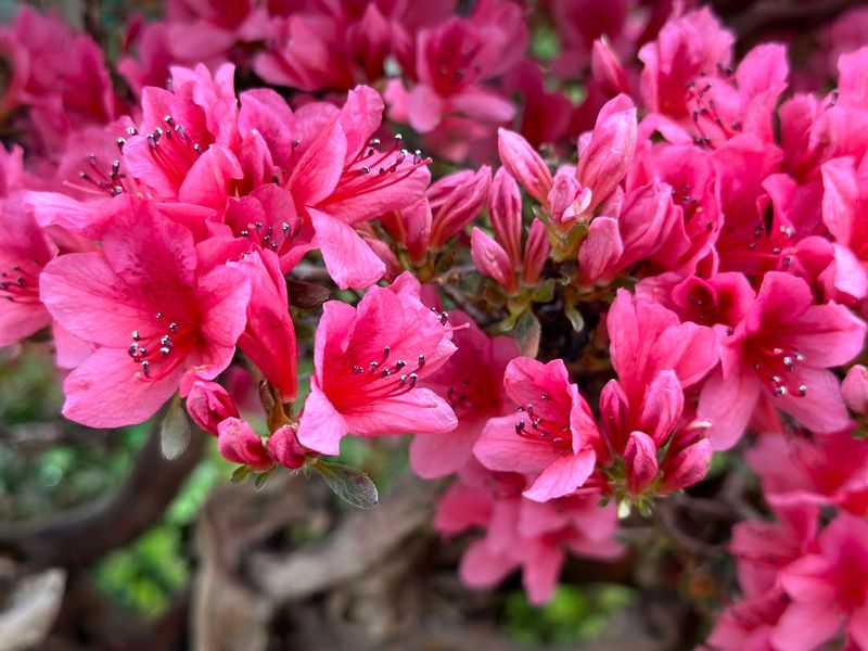 Azaleas