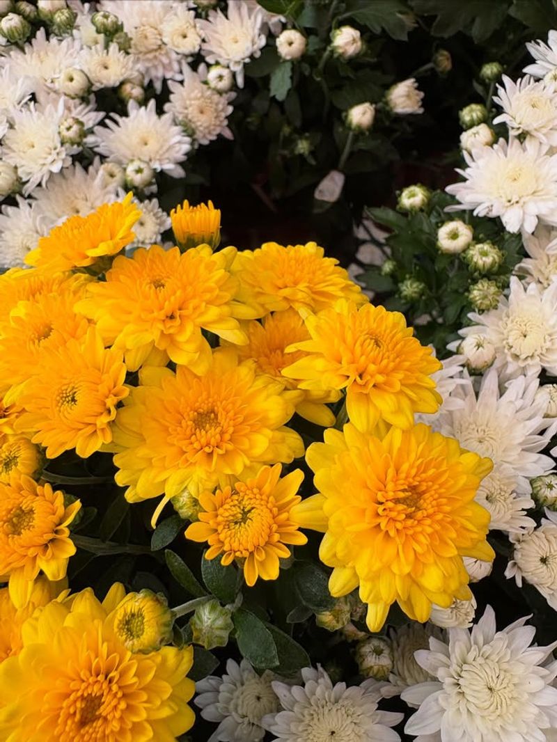Chrysanthemum