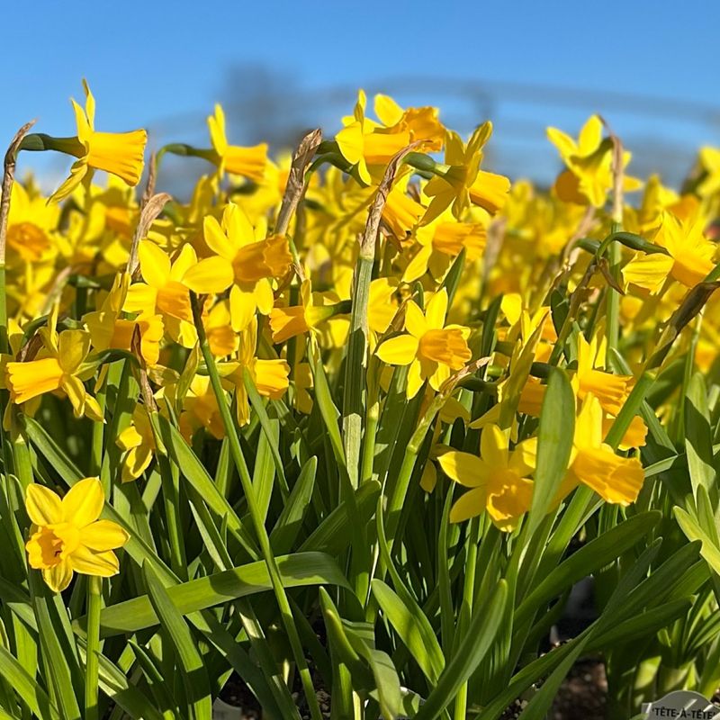 Daffodils