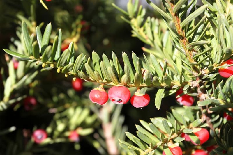 Yew Shrubs