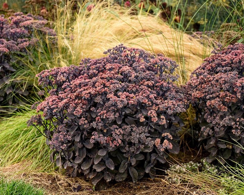 Sedum