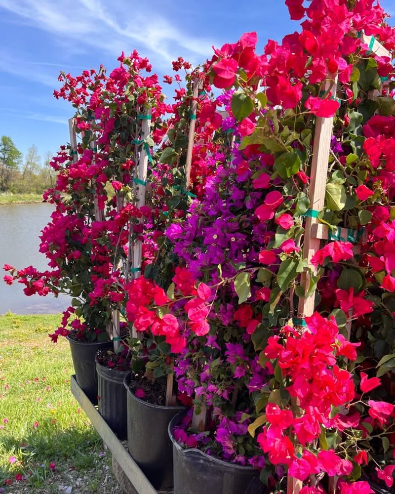 Bougainvillea