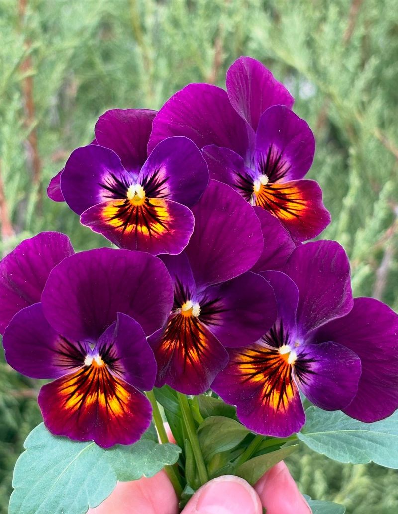 Pansies