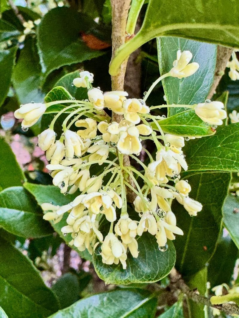 Sweet Olive (Tea Olive)