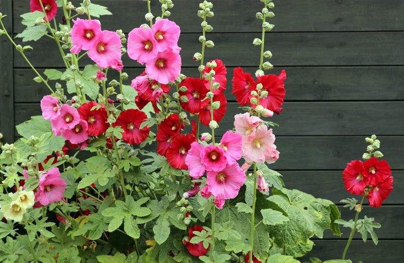 Hollyhocks