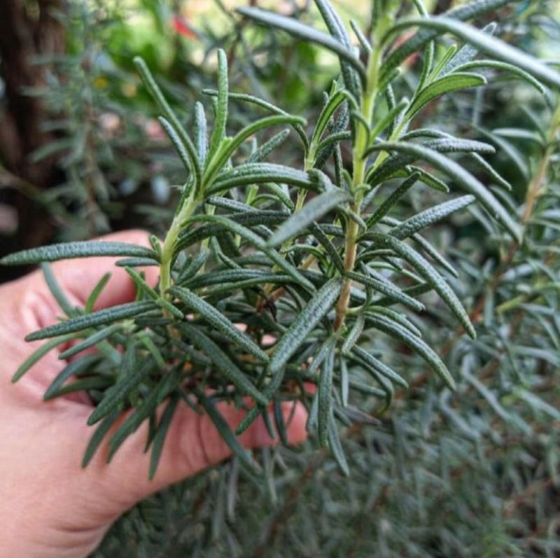 Rosemary
