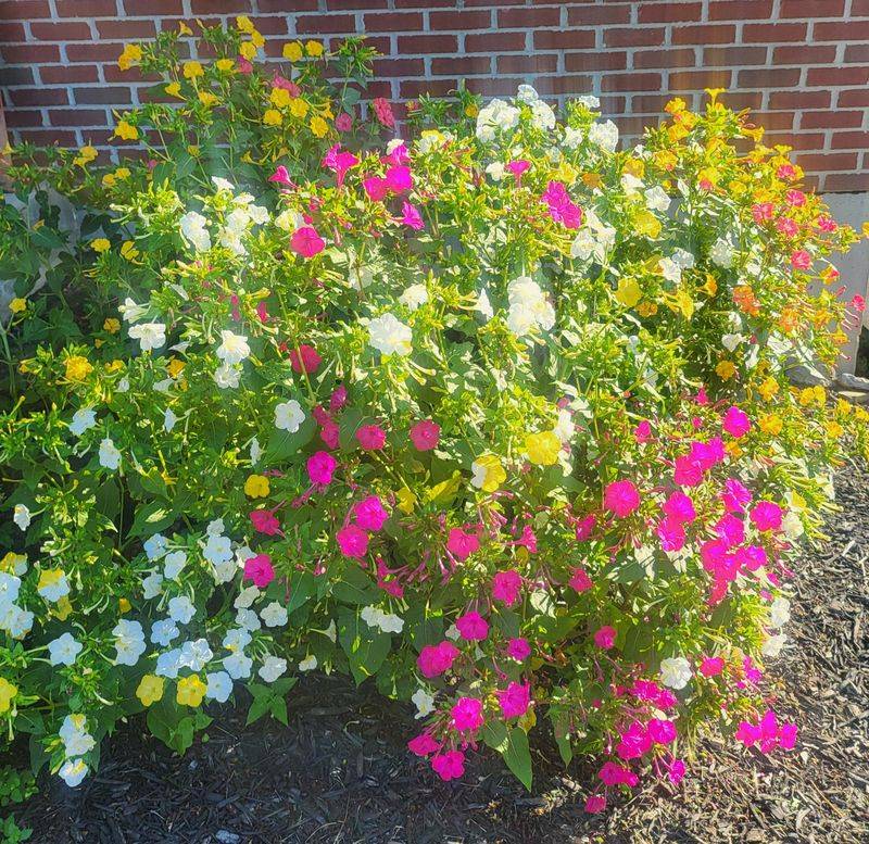 Four O'Clock Flowers