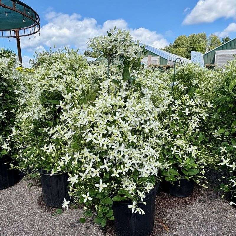 Sweet Autumn Clematis