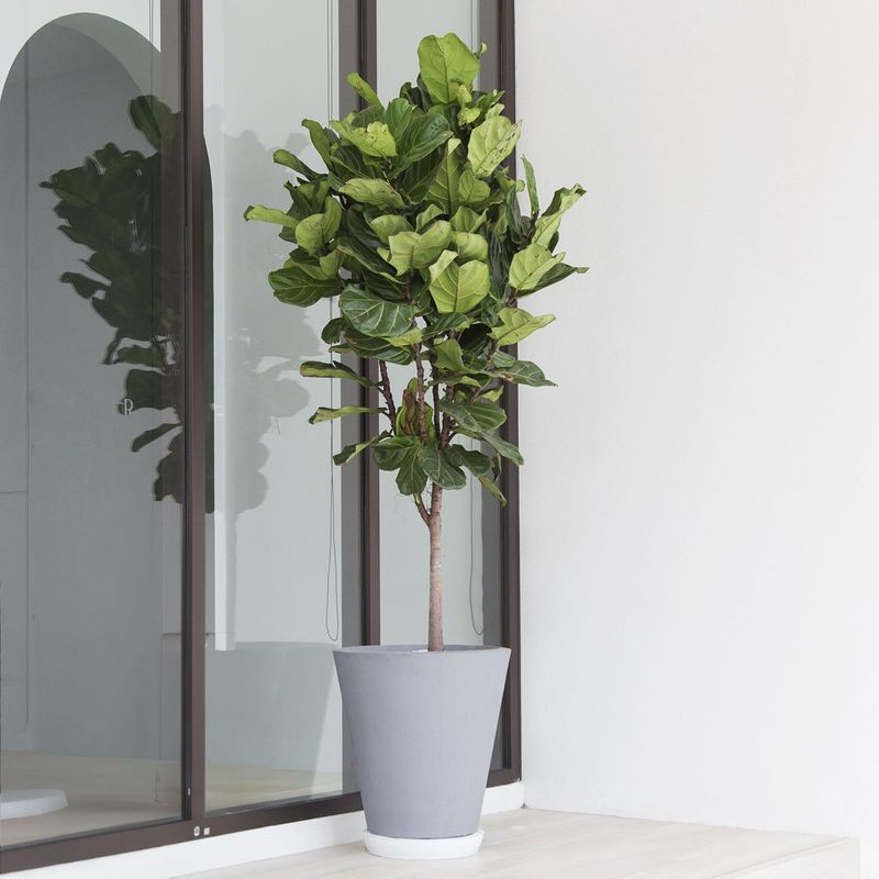 Fiddle Leaf Fig For Grounding And Confidence