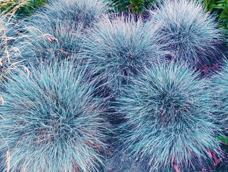 Blue Fescue For Compact Ornamental Grass