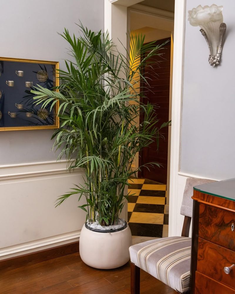 Bamboo Palm For Softer Air And Reduced Stress