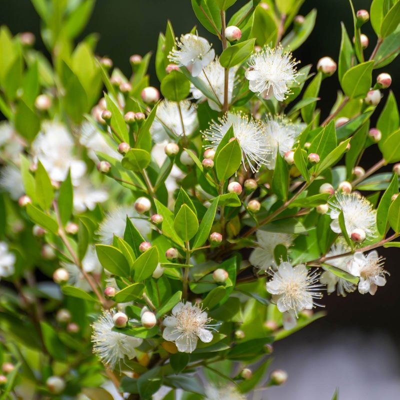 Dwarf Myrtle (Myrtus Communis Compacta)