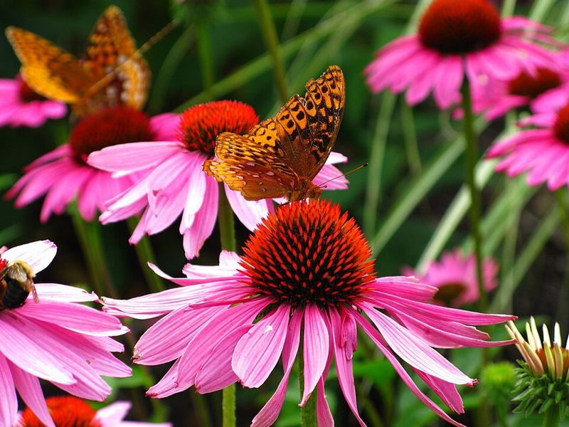 Coneflower (Echinacea purpurea)
